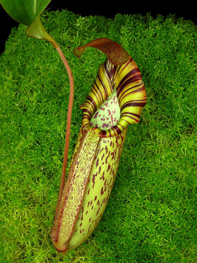 N. spectabilis x robcantleyi BE-4554