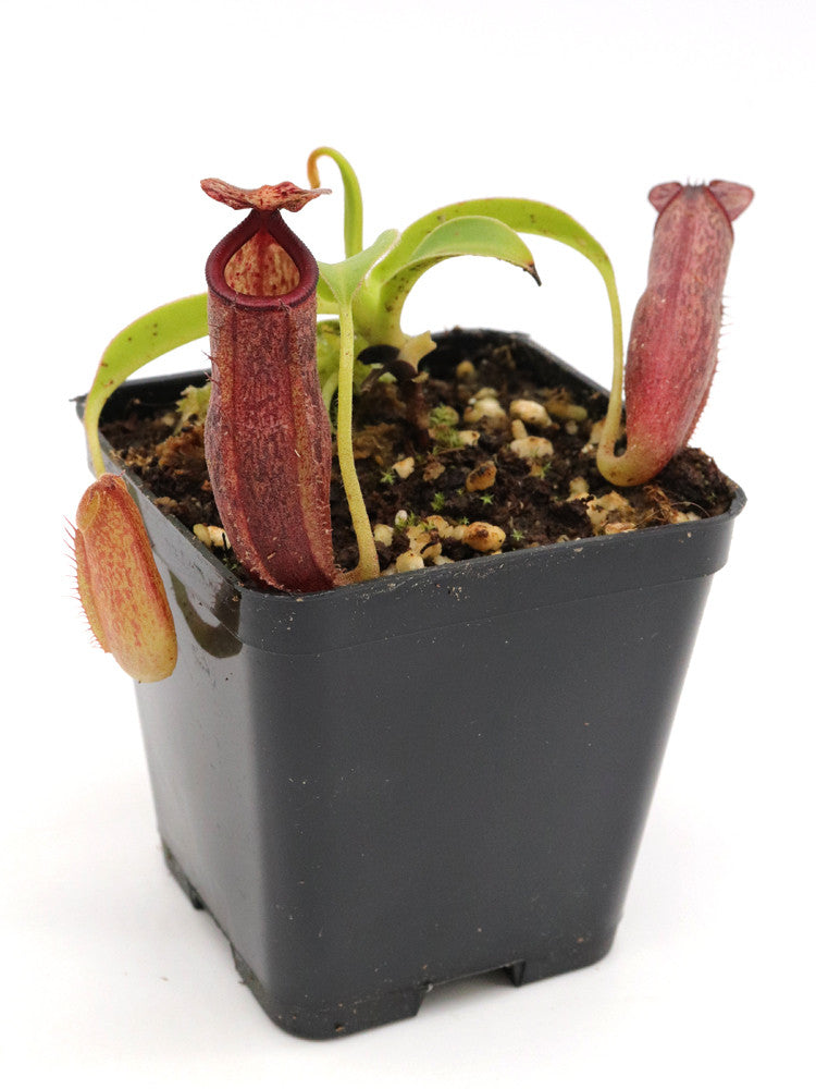 N. talangensis x glandulifera BE-3665