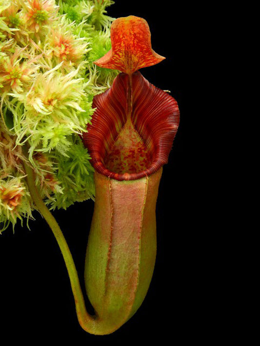 N. veitchii x lowii  BE-4006