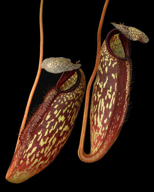 N. x (aristolochioides x spectabilis) x klossii BE-4583