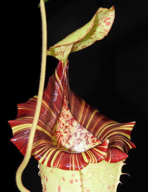 N. x (veitchii x lowii) x platychila  BE-3920