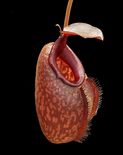 N. x densiflora x aristolochioides BE-4076