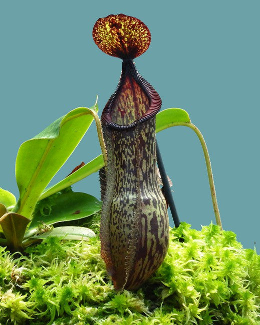 N. x hamata x glandulifera BE-4501