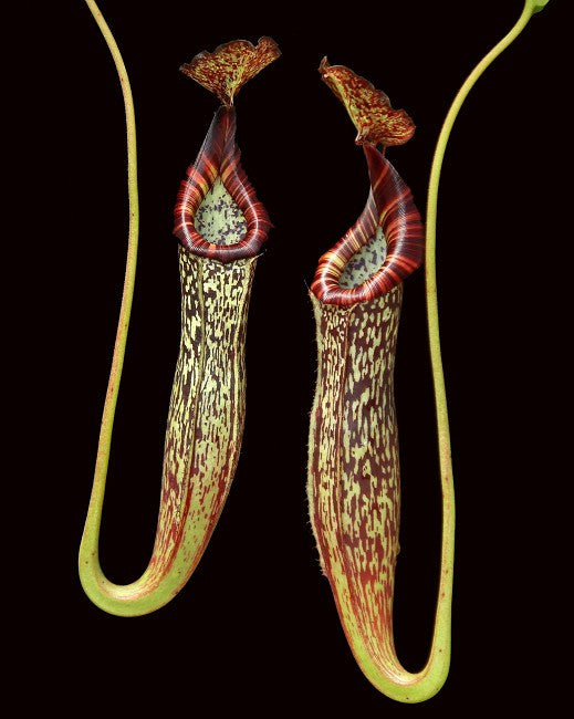 N. x maxima x vogelii BE-3728