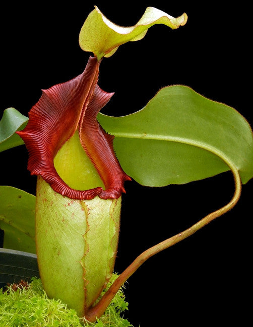 N. x rajah x veitchii  BE-3730