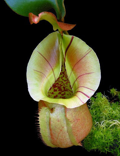 N. x robcantleyi x veitchii   BE-3933