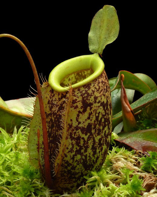 N. x sibuyanensis x ampullaria BE-4584
