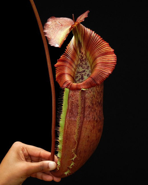 N. x singalana x (burbidgeae x edwardsiana) BE-4558