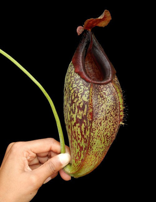 N. x spathulata x aristolochioides BE-4077