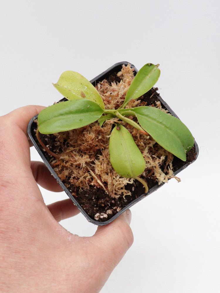 N. x ventricosa x truncata