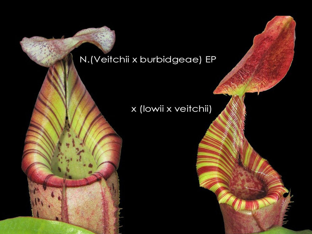 N.x (Veitchii x Burbidgeae)EP x (Lowii x veitchii)