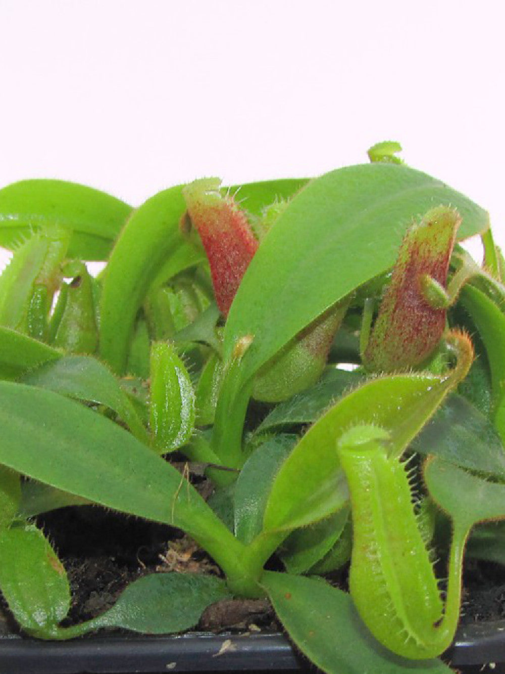 N.x (Veitchii x Burbidgeae)EP x (Lowii x veitchii)