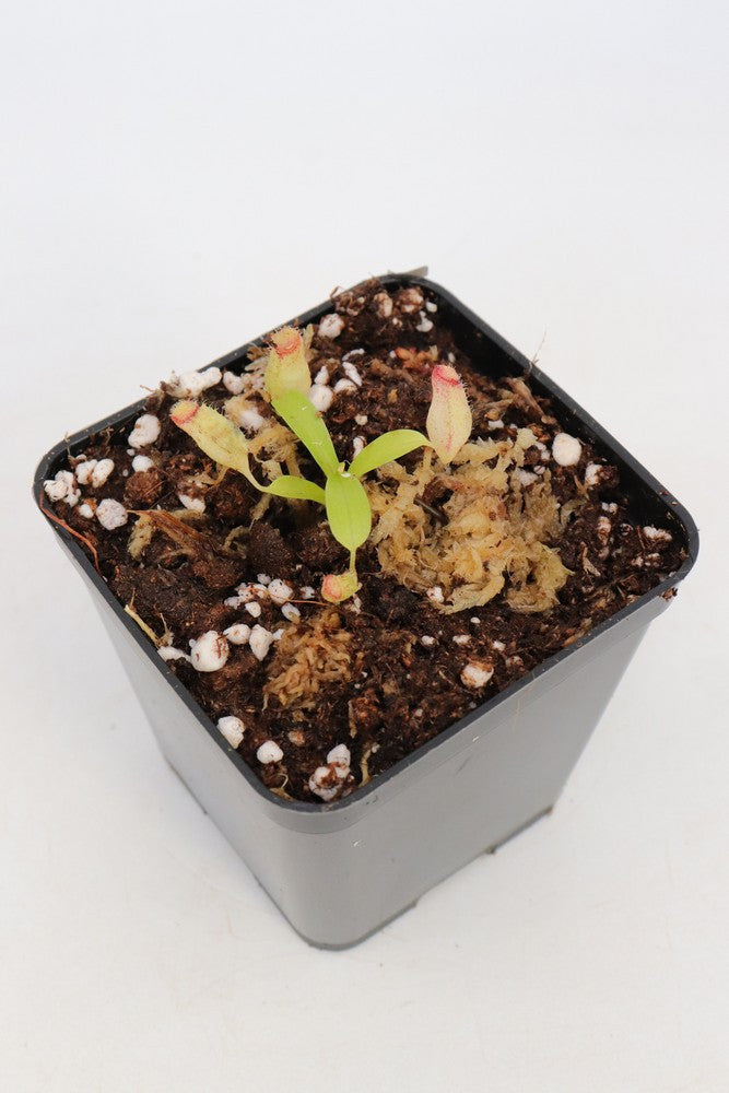 N.x aristolochioides x Ventricosa