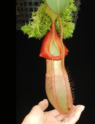 N.x veitchii x (burbidgeae x edwardsiana) BE-4053
