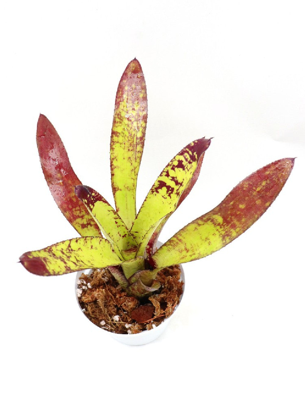 Neoregelia Animal Cracker's