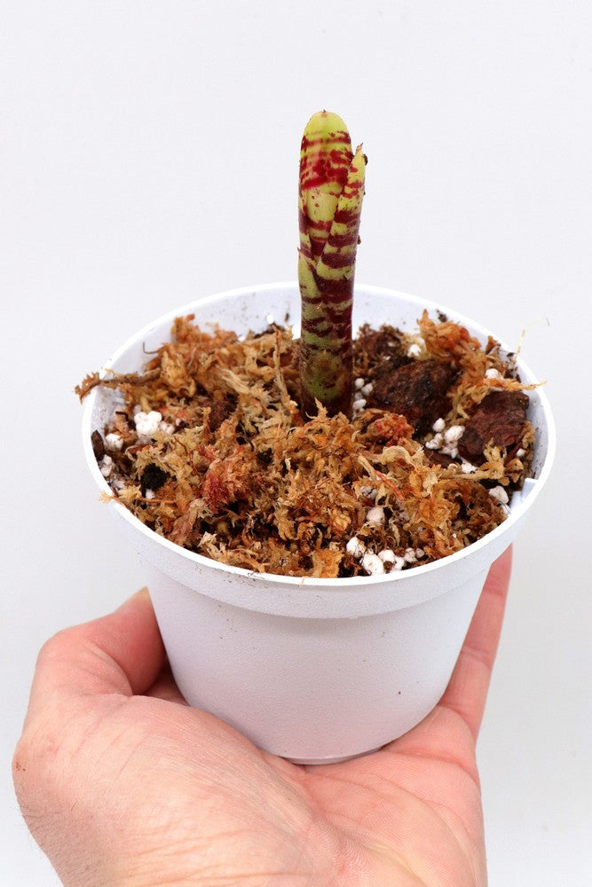 Neoregelia Battle Cat