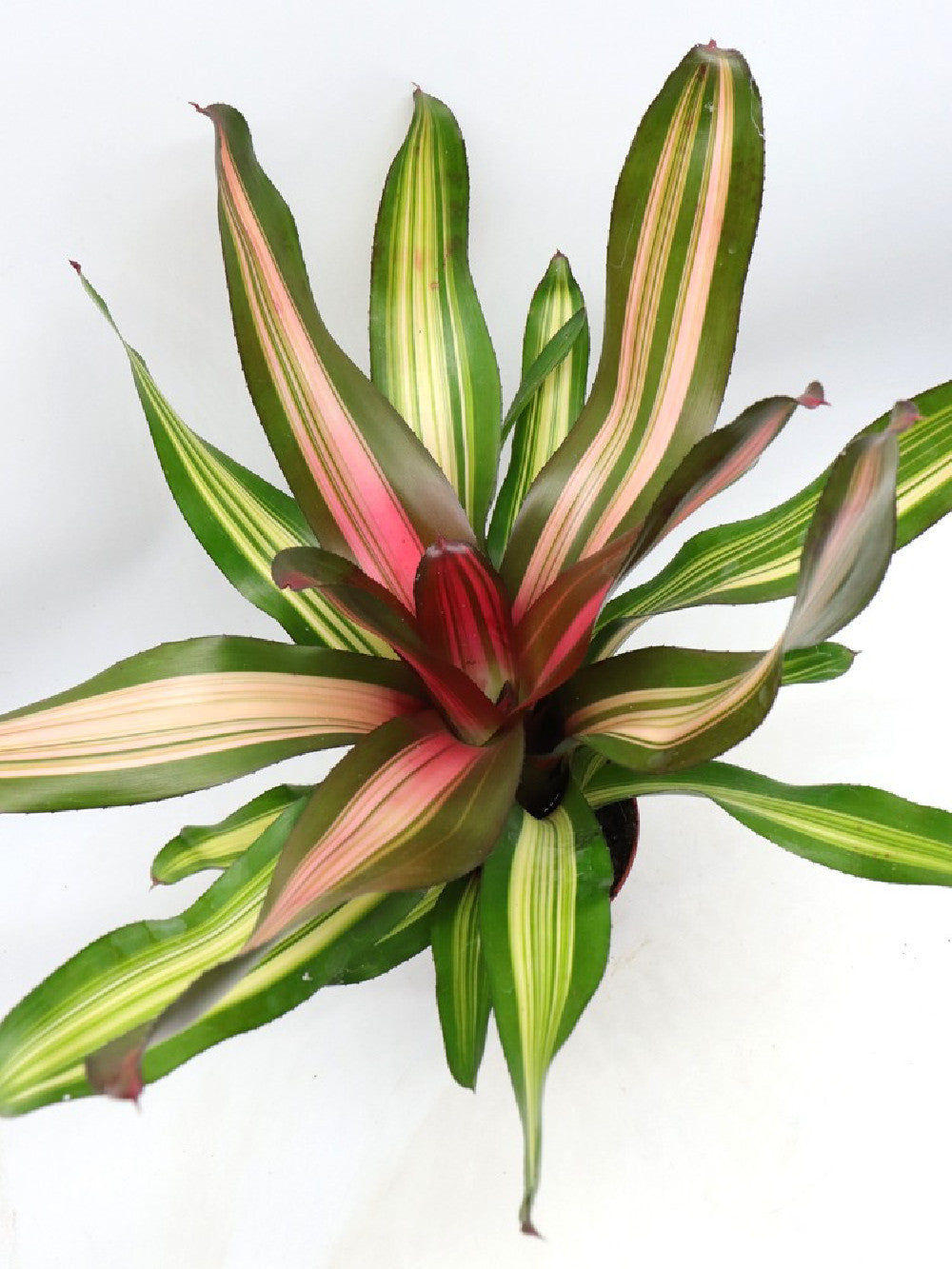 Neoregelia Fancy