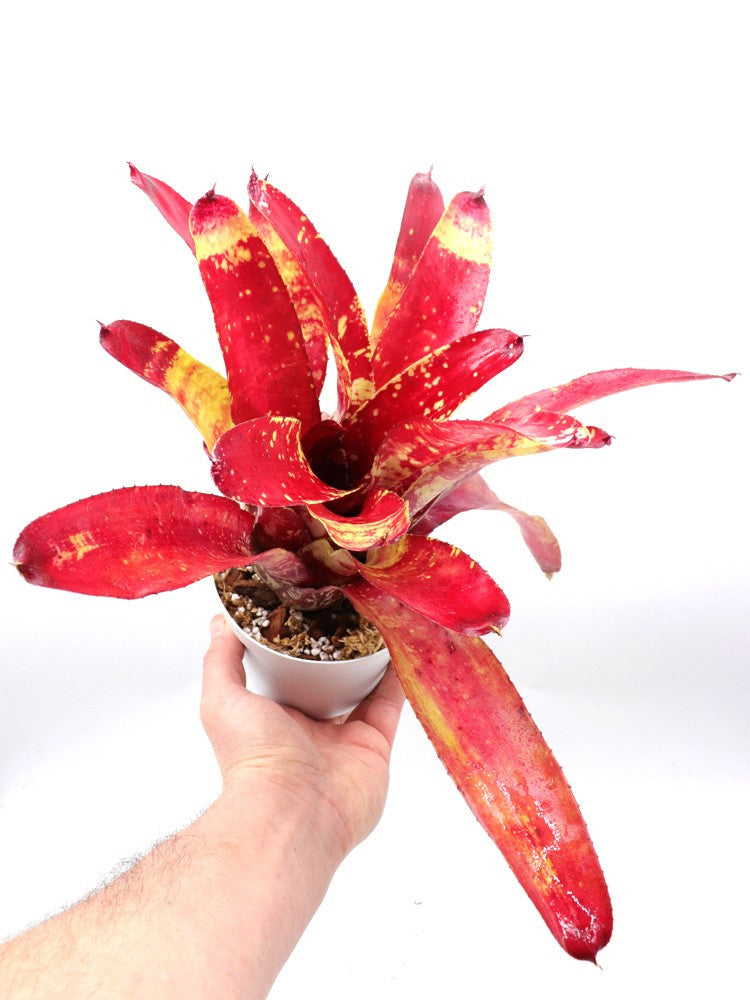Neoregelia Gezpacho