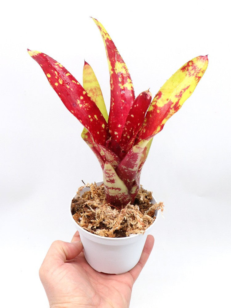 Neoregelia Gezpacho