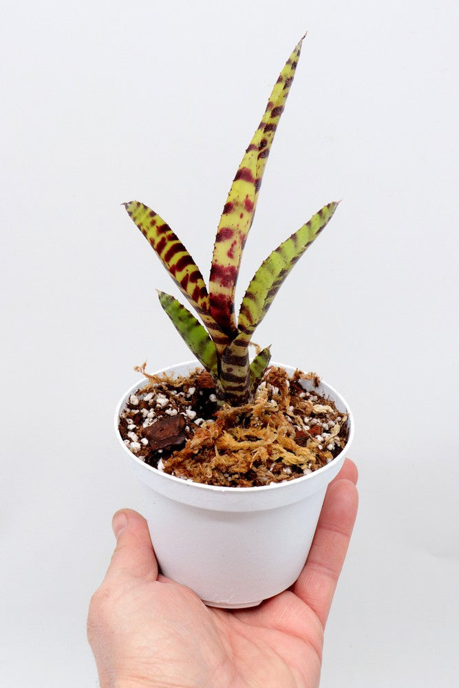 Neoregelia Mini Tiger