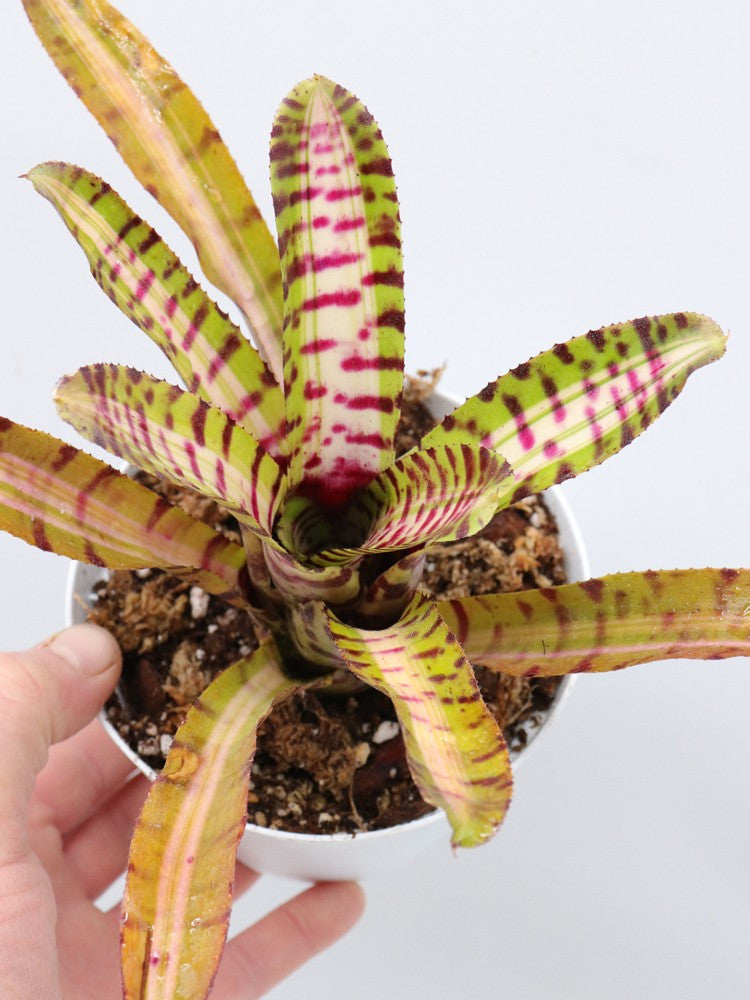 Neoregelia Palmares