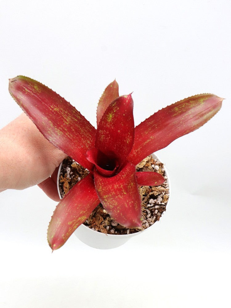 Neoregelia Rio Grande