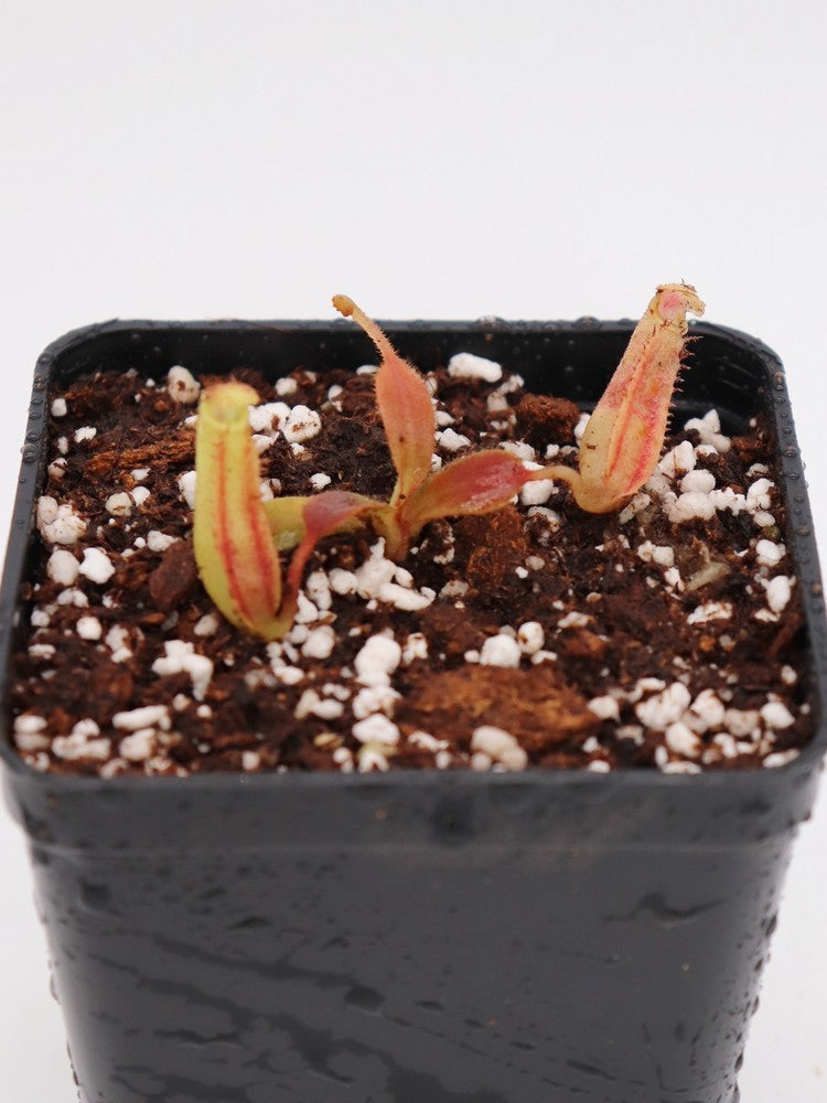 Nepenthes Chaniana x (chaniana x Veitchii) x Fusca
