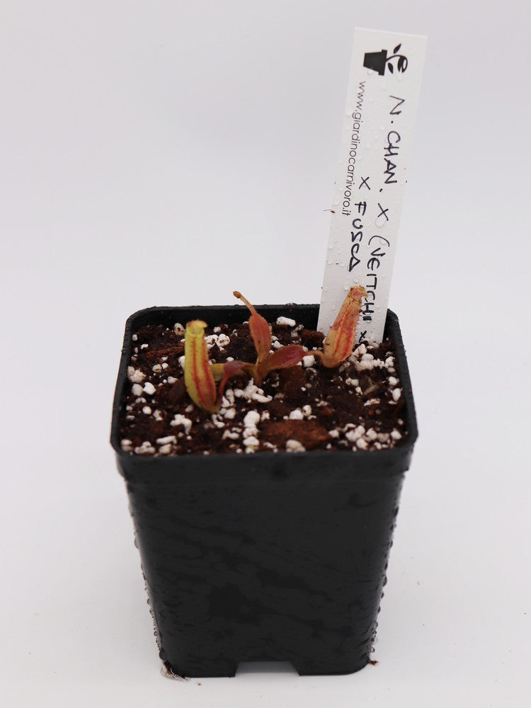 Nepenthes Chaniana x (chaniana x Veitchii) x Fusca