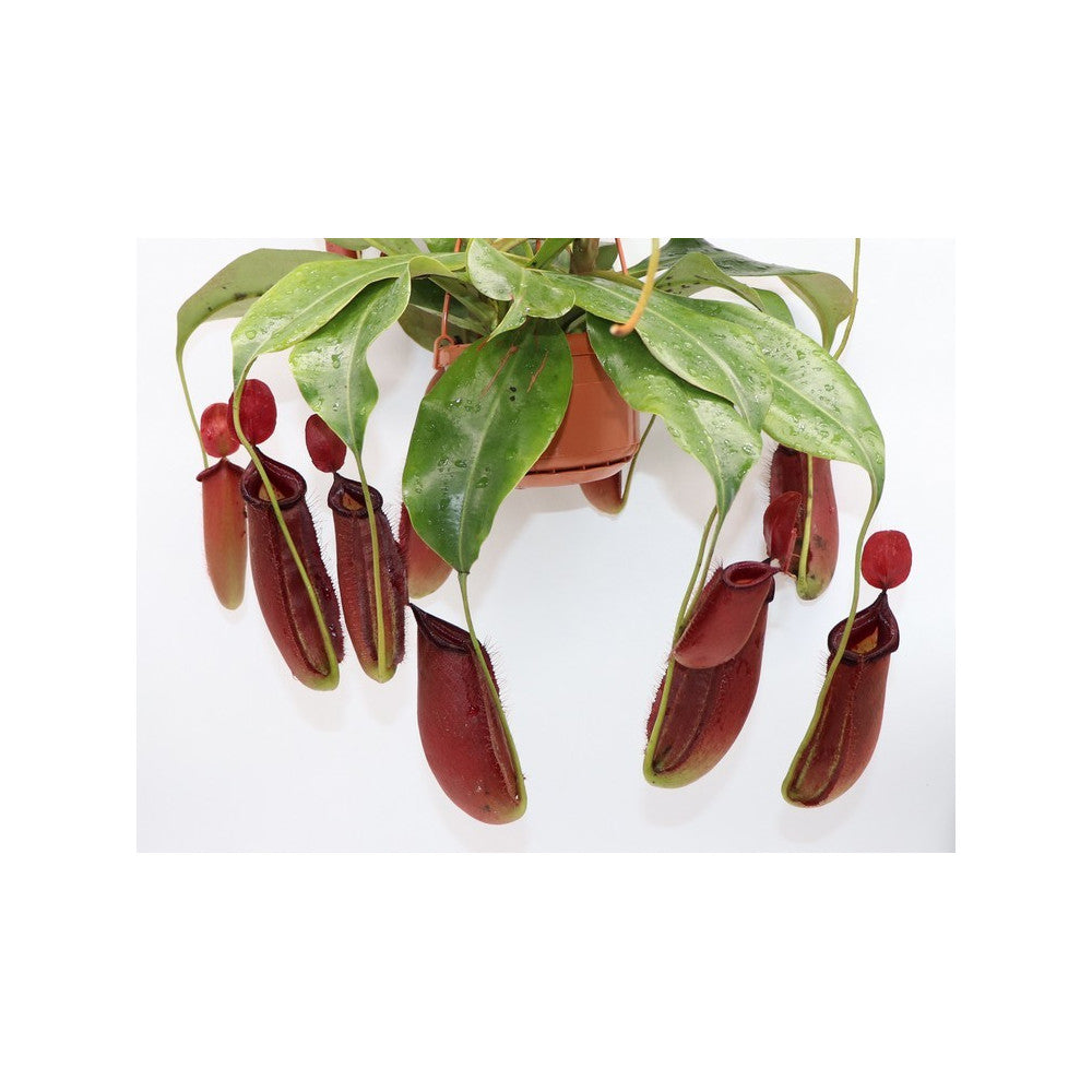 Nepenthes "Dark secret"