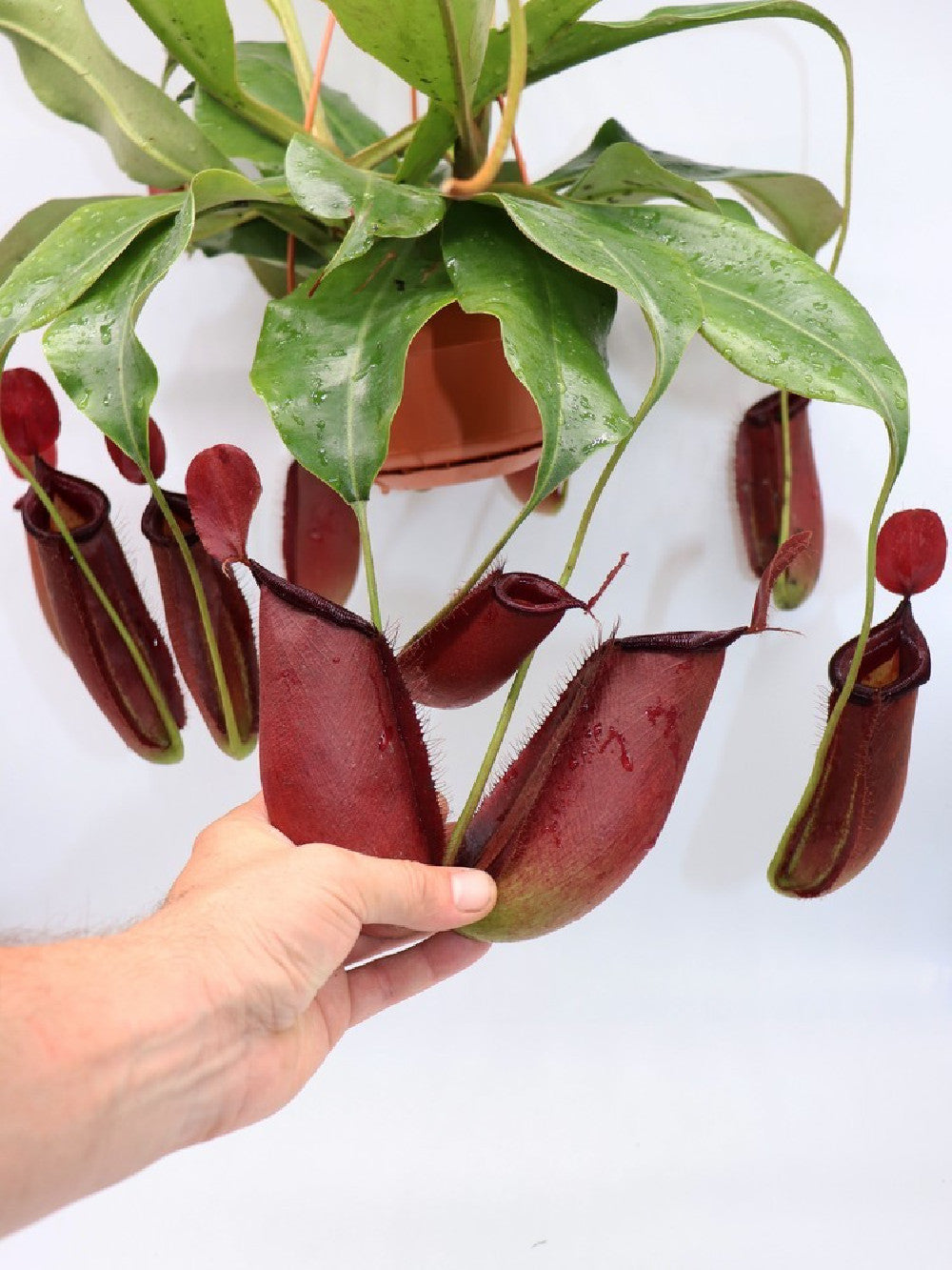 Nepenthes "Dark secret"