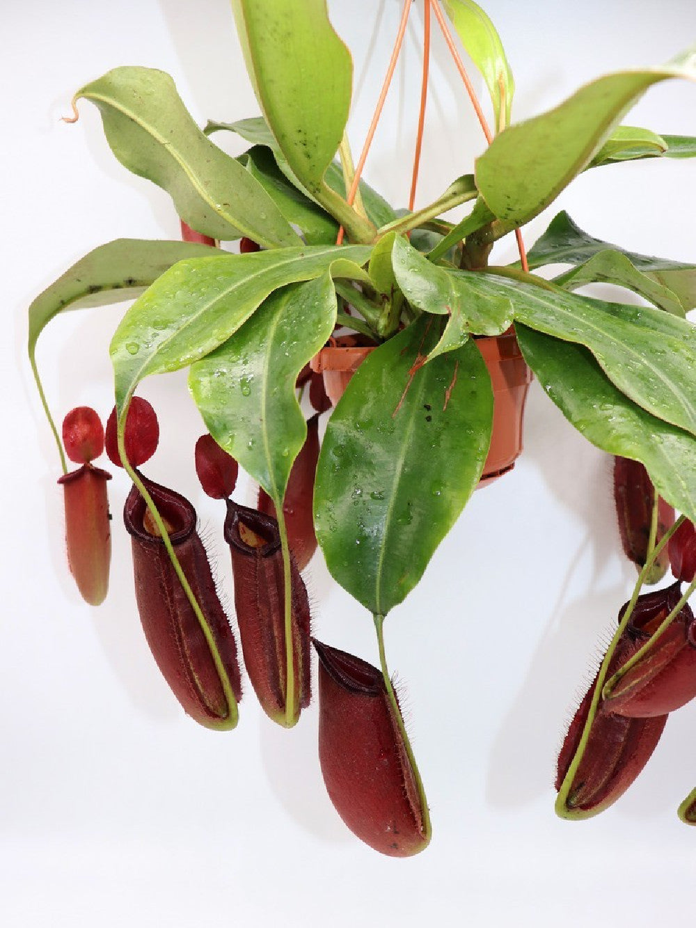 Nepenthes "Dark secret"