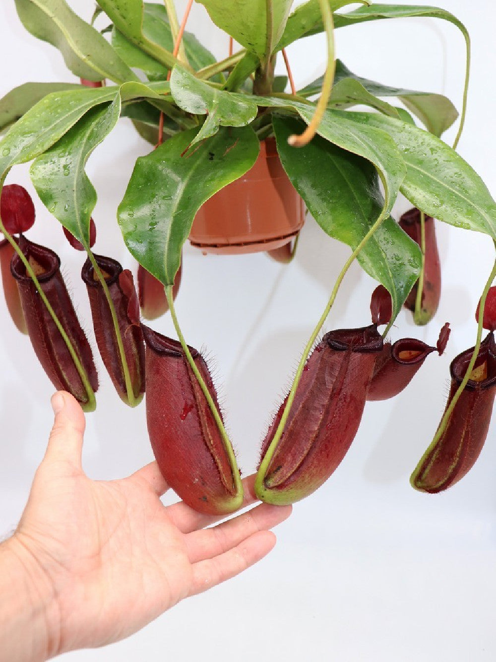 Nepenthes "Dark secret"