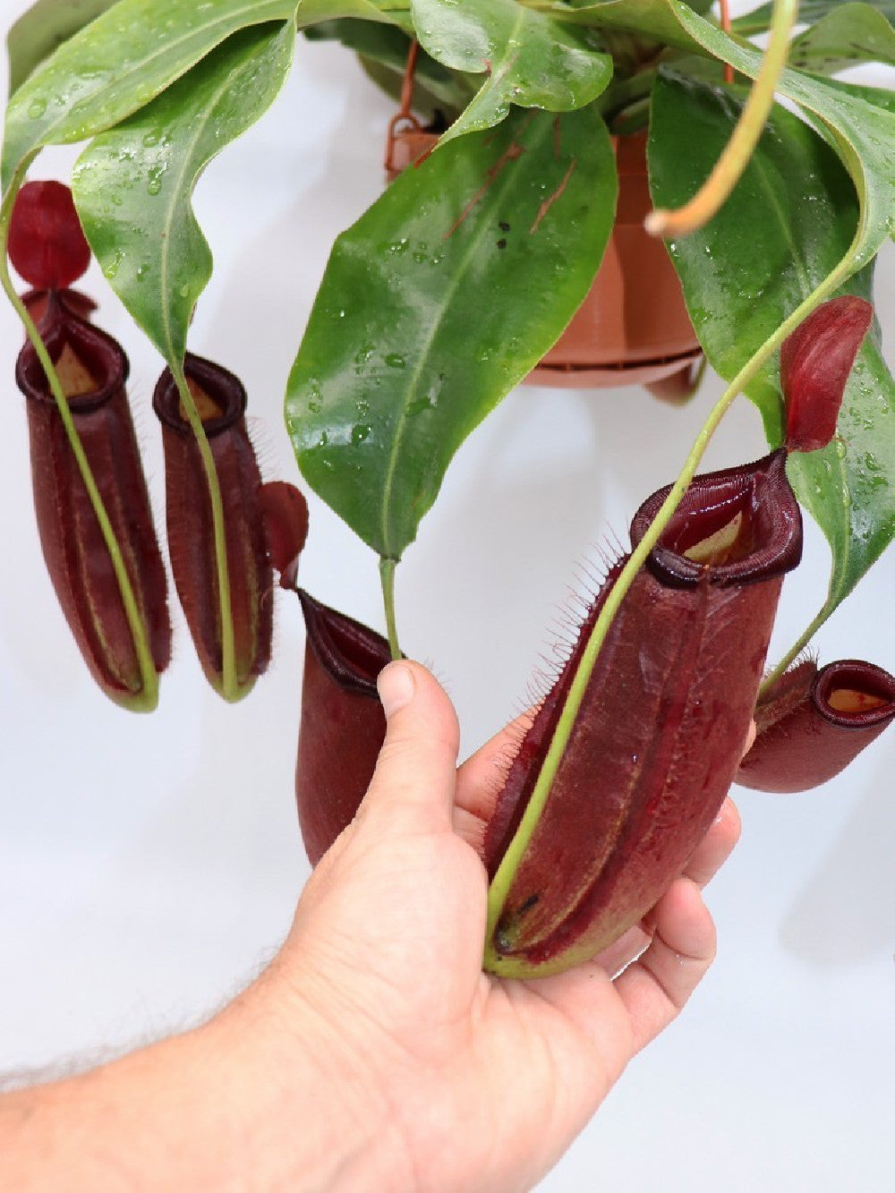 Nepenthes "Dark secret"