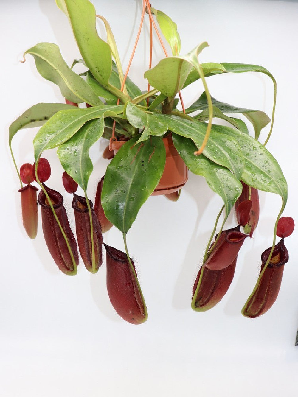 Nepenthes "Dark secret"