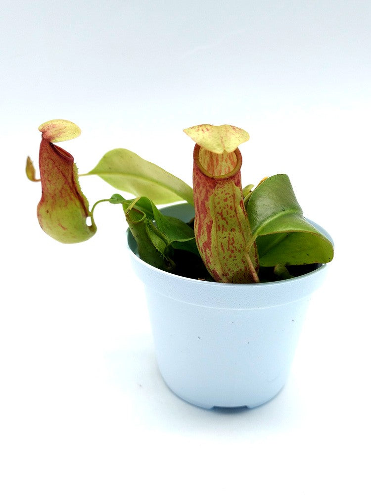 Nepenthes "Gaya"