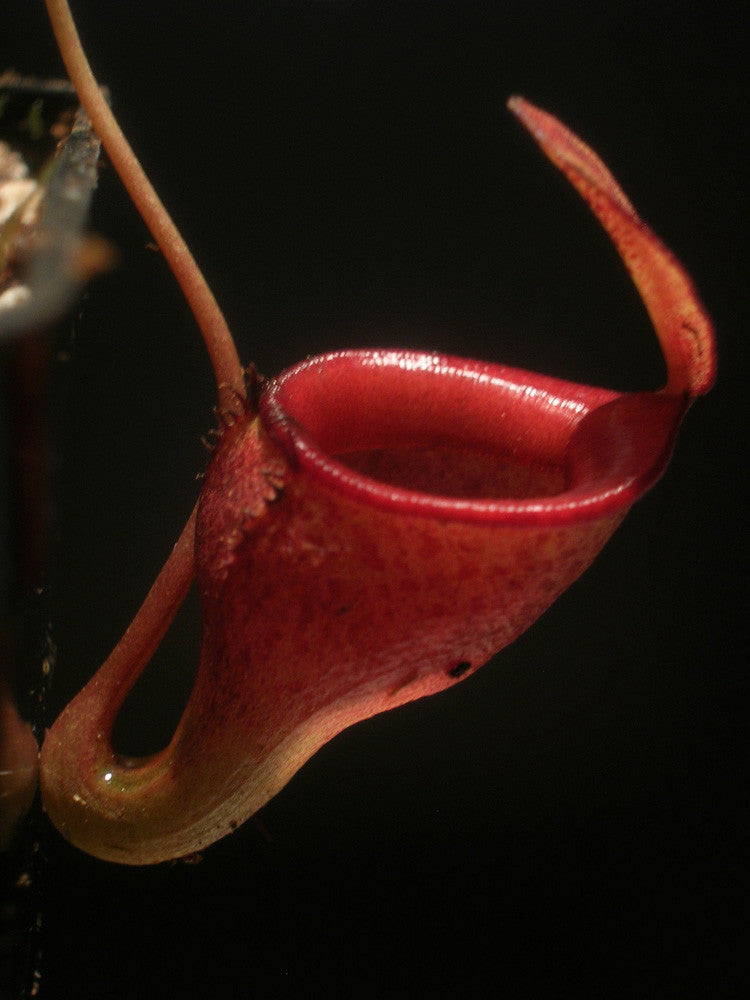 Nepenthes Jamban Barisan Mountain, Sumatra