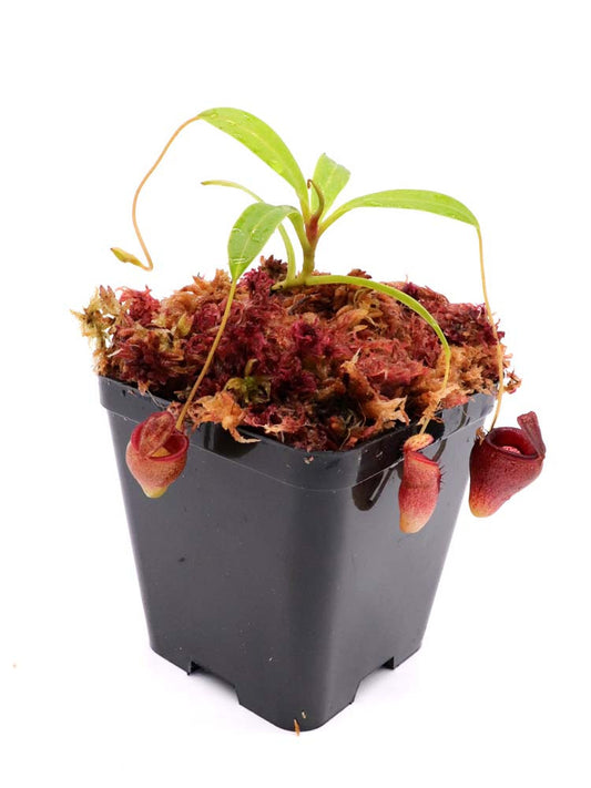 Nepenthes Jamban  Barisan Mountain, Sumatra
