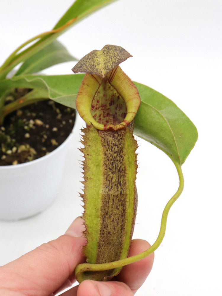 Nepenthes (spath x spect. Pinapan) x copelandii) x (clipeata x thorellii)