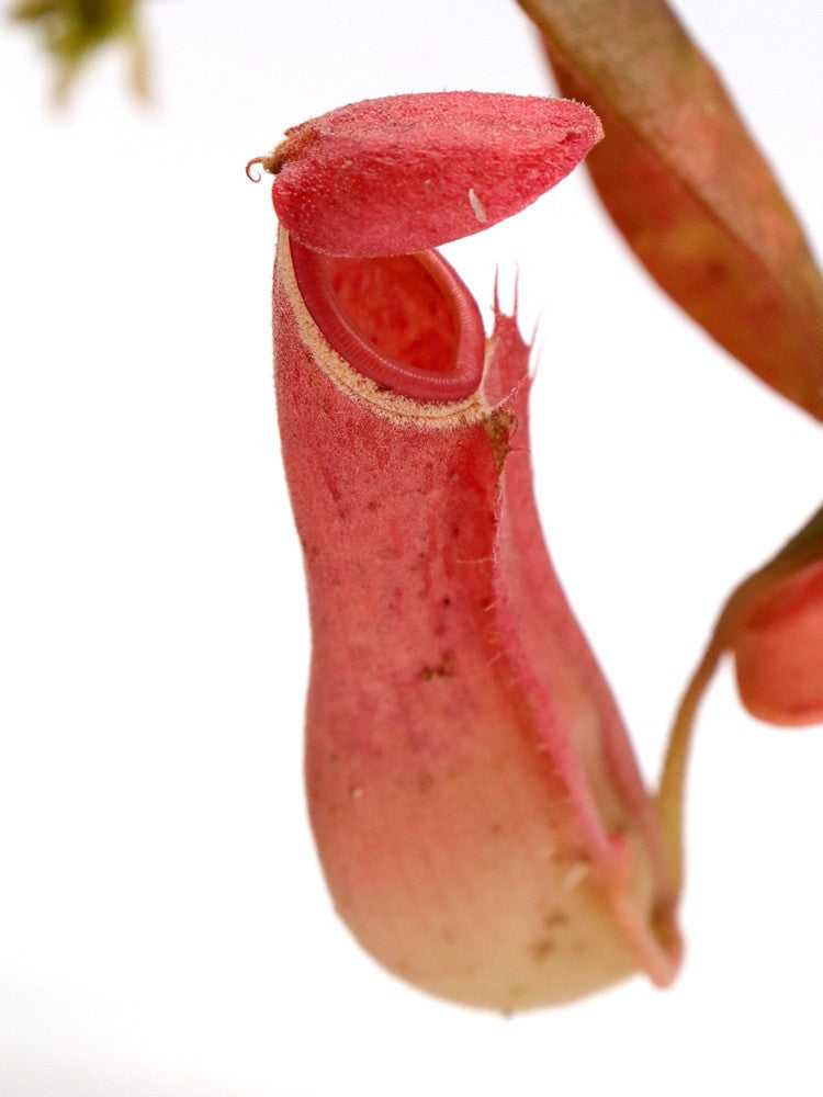Nepenthes albomarginata "Red" Gunung Jerai,Malaysia