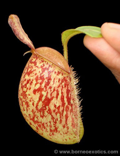 Nepenthes ampullaria "Bronze Nabire" BE-3304