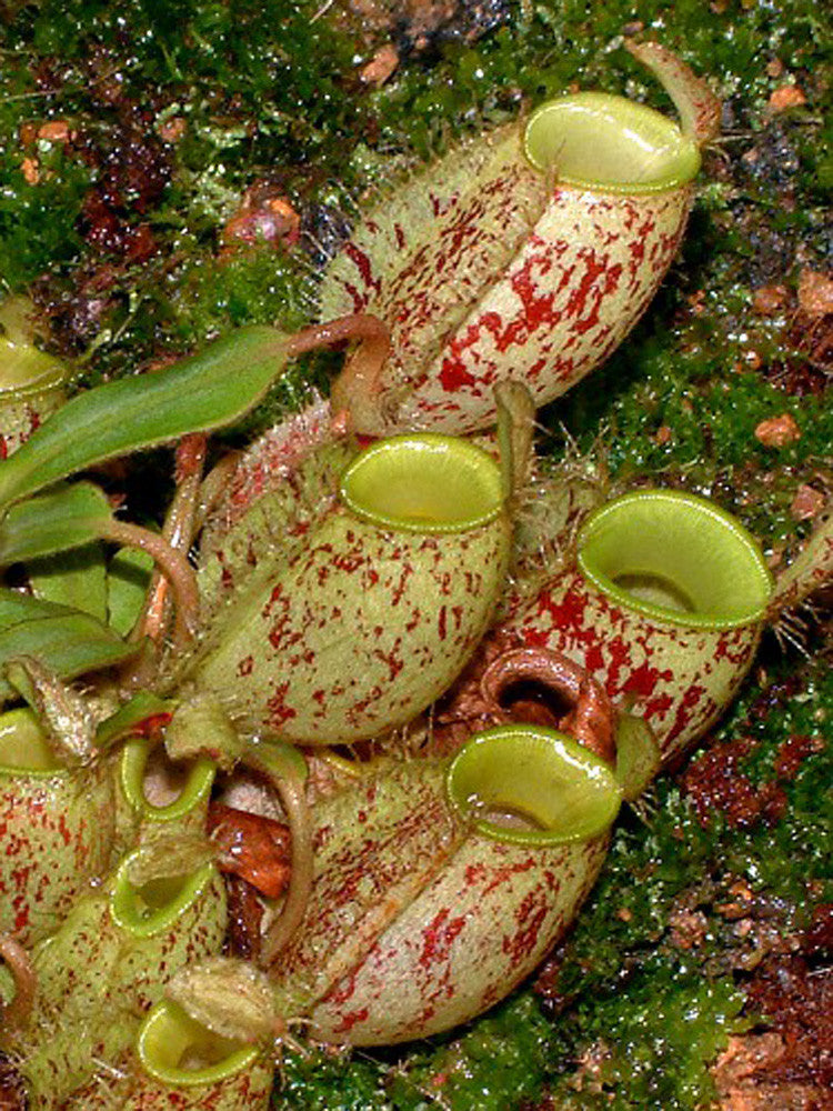 Nepenthes ampullaria "Brunei red speckled" BE-3007