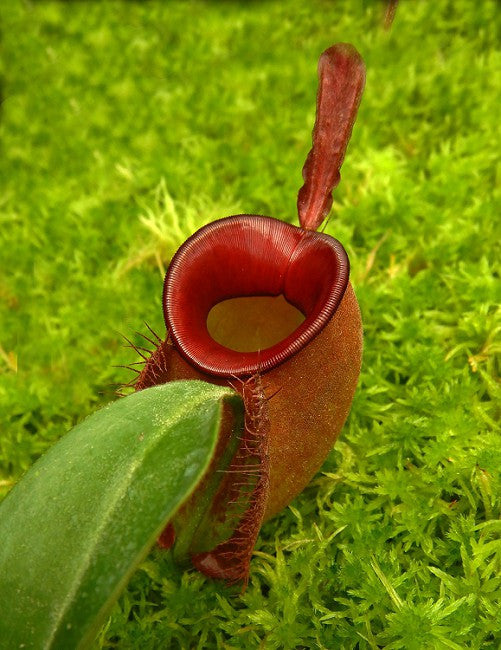Nepenthes ampullaria "Harlequin" BE-3681
