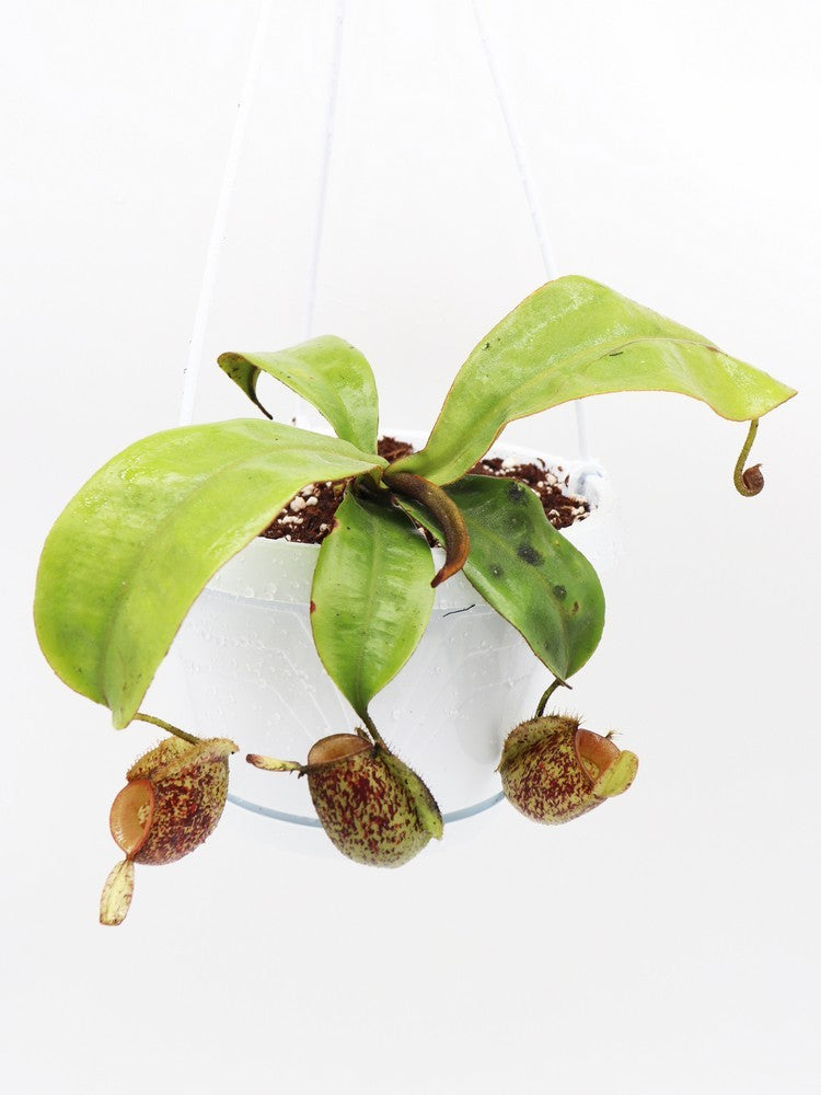 Nepenthes ampullaria speckled "Tricolor" Tayeve , Irian Jaya