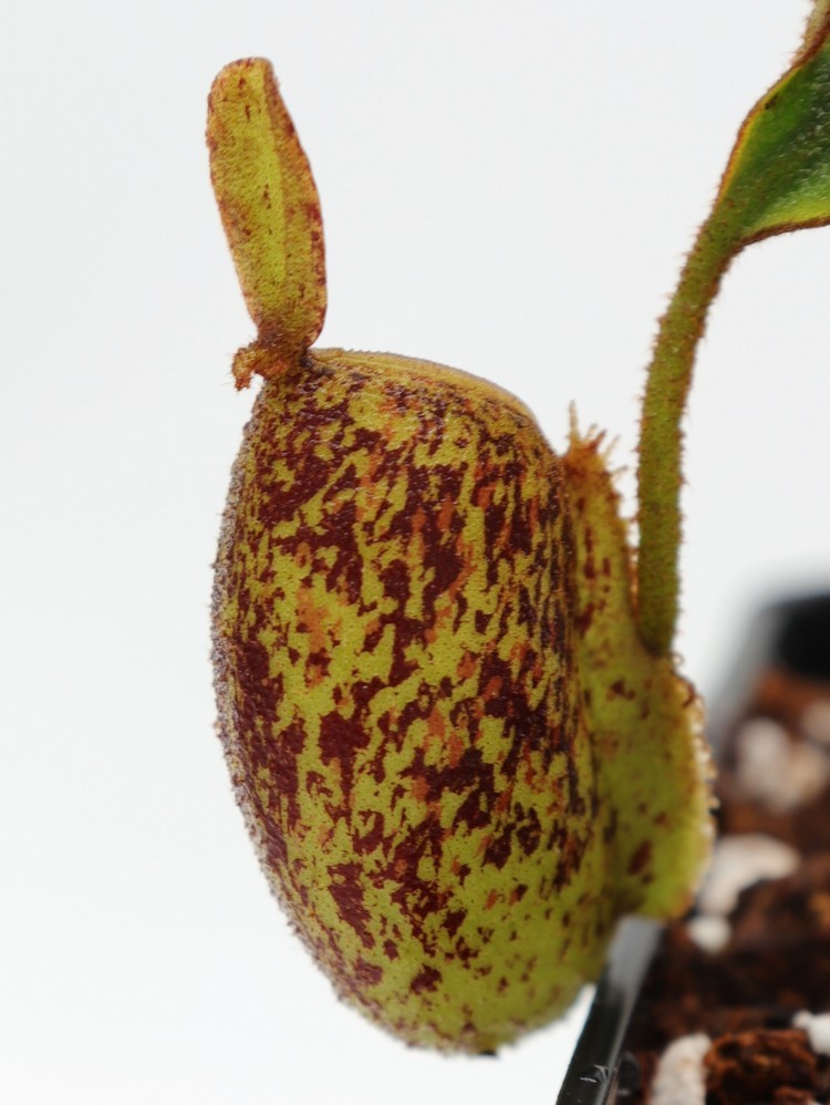 Nepenthes ampullaria speckled "Tricolor" Tayeve , Irian Jaya