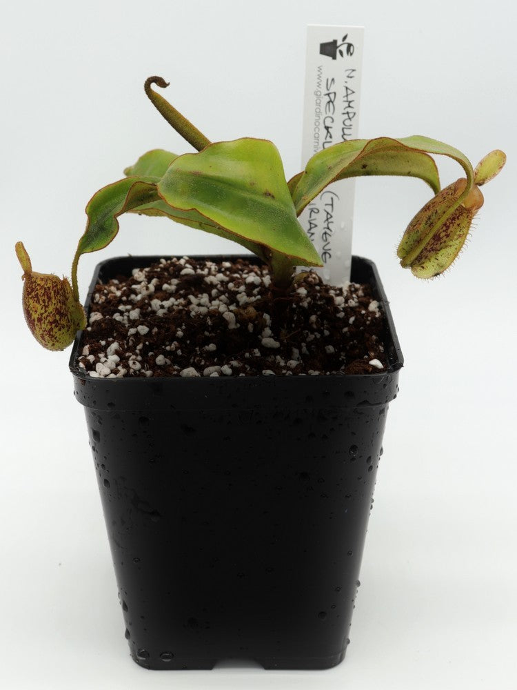 Nepenthes ampullaria speckled "Tricolor" Tayeve , Irian Jaya