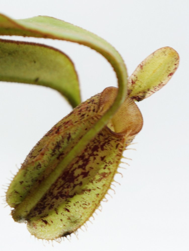 Nepenthes ampullaria speckled "Tricolor" Tayeve , Irian Jaya