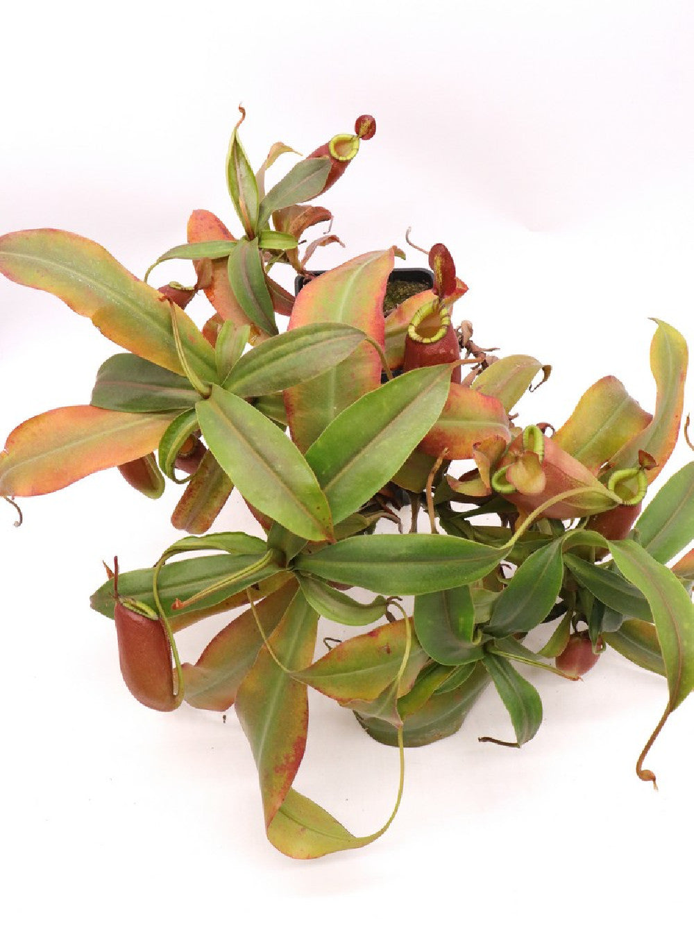 Nepenthes ampullaria x (spectabilis x talangensis) XL size