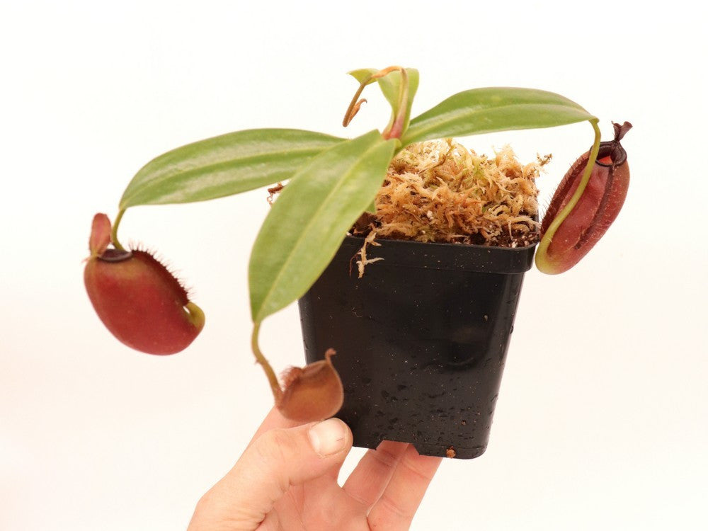 Nepenthes ampullaria x aristolochioides BE-3758