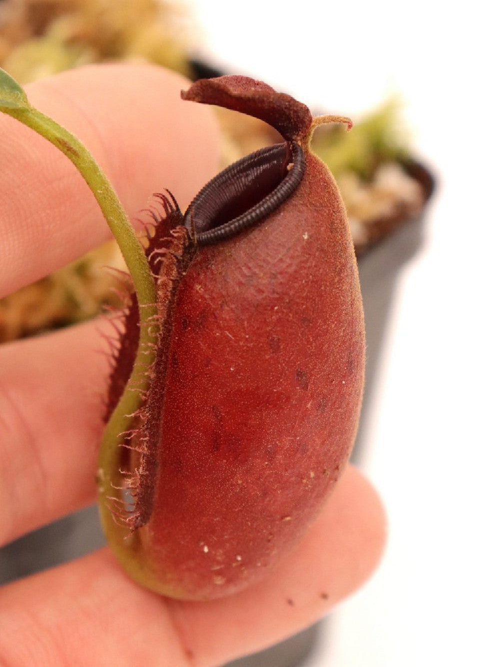 Nepenthes ampullaria x aristolochioides BE-3758