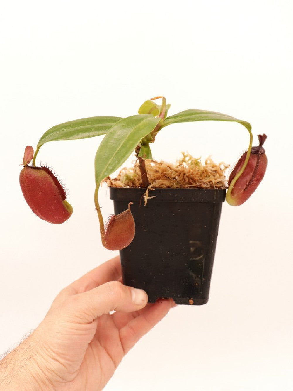 Nepenthes ampullaria x aristolochioides BE-3758